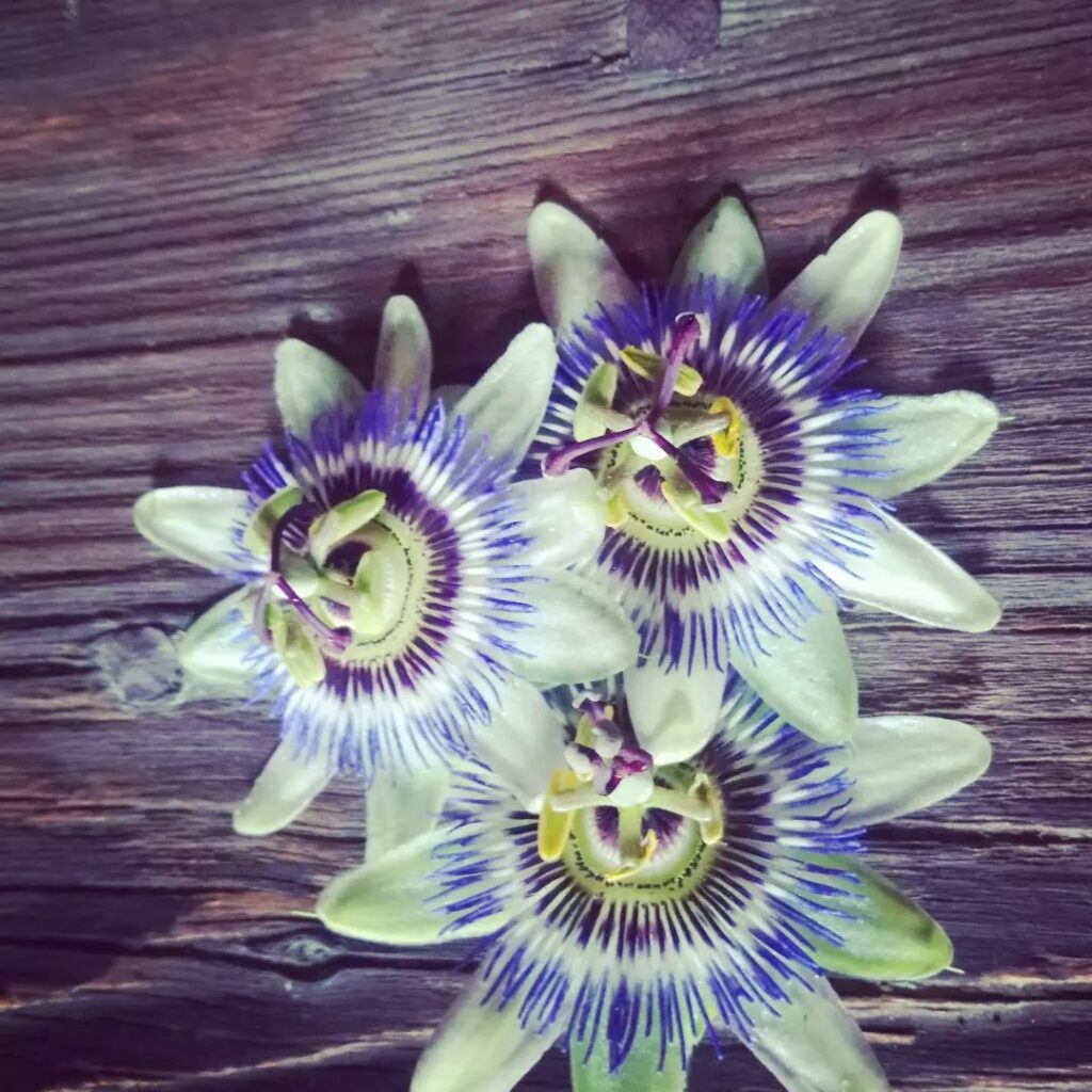 visuel de tois fleurs sur une table en bois pour découvrir les dfleurs médicinales du moment dans l'Atelier de Madeleine à Terre de Rêves