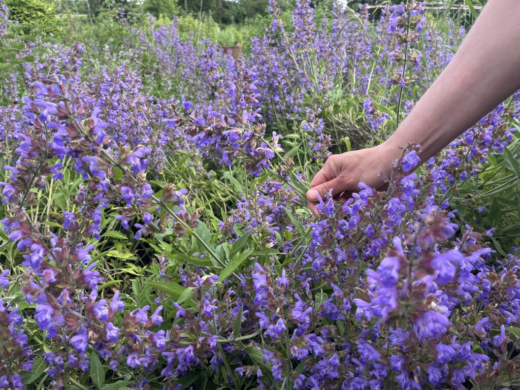 Découverte des plantes sauvages du moment en Terre de Rêves