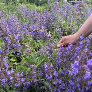 Découverte des plantes sauvages du moment en Terre de Rêves