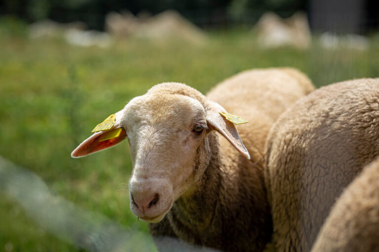 Mouton du cheptel de Terre de rêves en liberté dans une prairie au milieu de Terre de Rêves dans l'Ain
