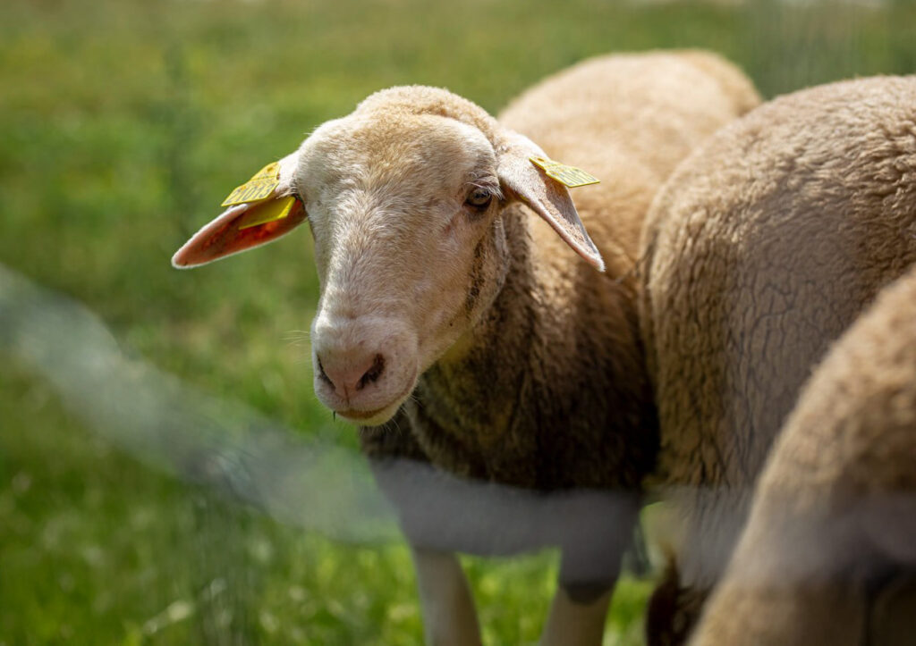 Mouton du cheptel de Terre de rêves en liberté dans une prairie au milieu de Terre de Rêves dans l'Ain cropped