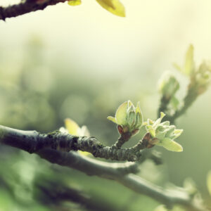 Vos remèdes d’hiver grâce aux bourgeons